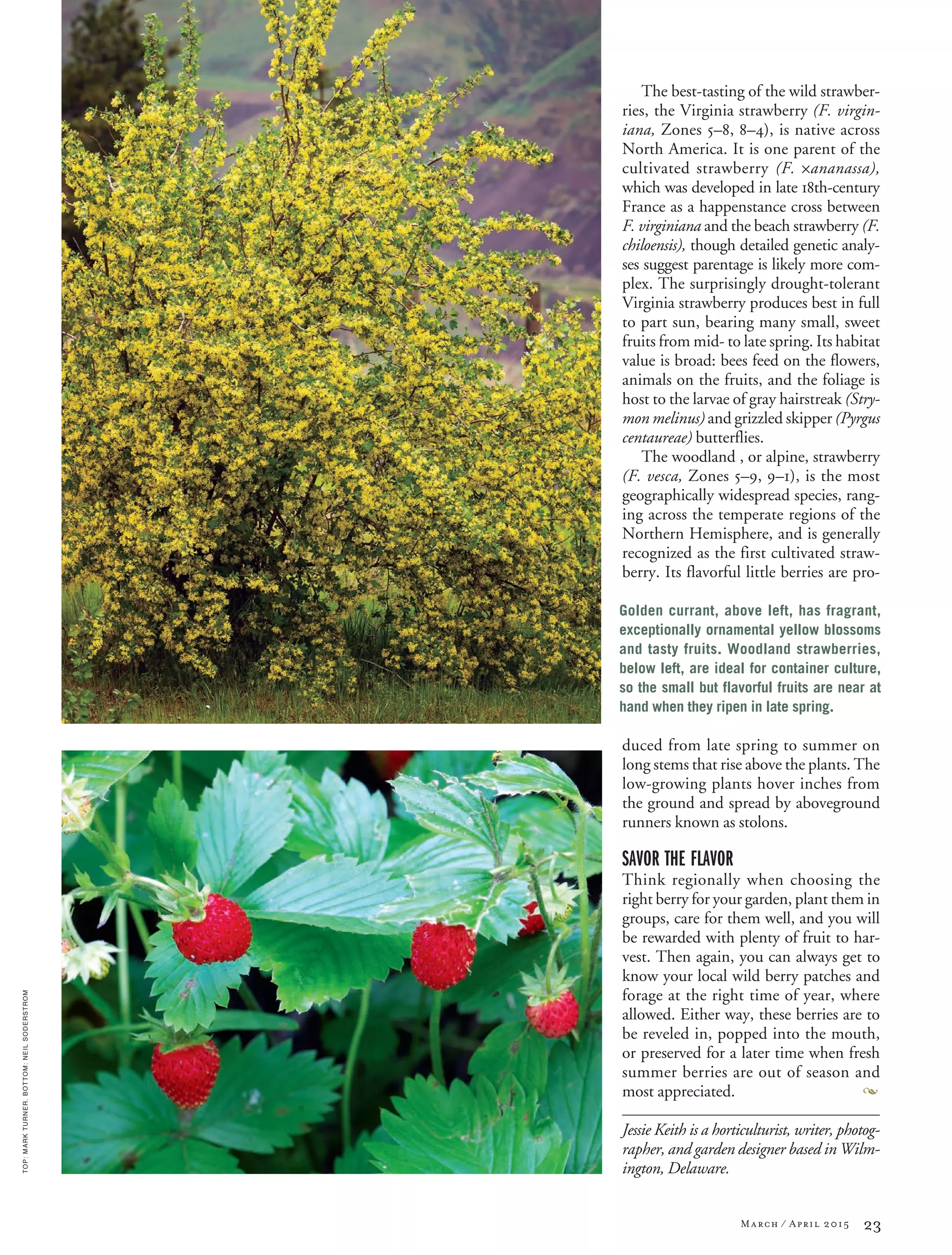 23March / April 2015
TOP:MARKTURNER.BOTTOM:NEILSODERSTROM
The best-tasting of the wild strawber-
ries, the Virginia strawberry (F. virgin-
iana, Zones 5–8, 8–4), is native across
North America. It is one parent of the
cultivated strawberry (F. 5ananassa),
which was developed in late 18th-century
France as a happenstance cross between
F. virginiana and the beach strawberry (F.
chiloensis), though detailed genetic analy-
ses suggest parentage is likely more com-
plex. The surprisingly drought-tolerant
Virginia strawberry produces best in full
to part sun, bearing many small, sweet
fruits from mid- to late spring. Its habitat
value is broad: bees feed on the flowers,
animals on the fruits, and the foliage is
host to the larvae of gray hairstreak (Stry-
mon melinus) and grizzled skipper (Pyrgus
centaureae) butterflies.
The woodland , or alpine, strawberry
(F. vesca, Zones 5–9, 9–1), is the most
geographically widespread species, rang-
ing across the temperate regions of the
Northern Hemisphere, and is generally
recognized as the first cultivated straw-
berry. Its flavorful little berries are pro-
duced from late spring to summer on
long stems that rise above the plants. The
low-growing plants hover inches from
the ground and spread by aboveground
runners known as stolons.
SAVOR THE FLAVOR
Think regionally when choosing the
right berry for your garden, plant them in
groups, care for them well, and you will
be rewarded with plenty of fruit to har-
vest. Then again, you can always get to
know your local wild berry patches and
forage at the right time of year, where
allowed. Either way, these berries are to
be reveled in, popped into the mouth,
or preserved for a later time when fresh
summer berries are out of season and
most appreciated.
Jessie Keith is a horticulturist, writer, photog-
rapher, and garden designer based in Wilm-
ington, Delaware.
Golden currant, above left, has fragrant,
exceptionally ornamental yellow blossoms
and tasty fruits. Woodland strawberries,
below left, are ideal for container culture,
so the small but flavorful fruits are near at
hand when they ripen in late spring.
 