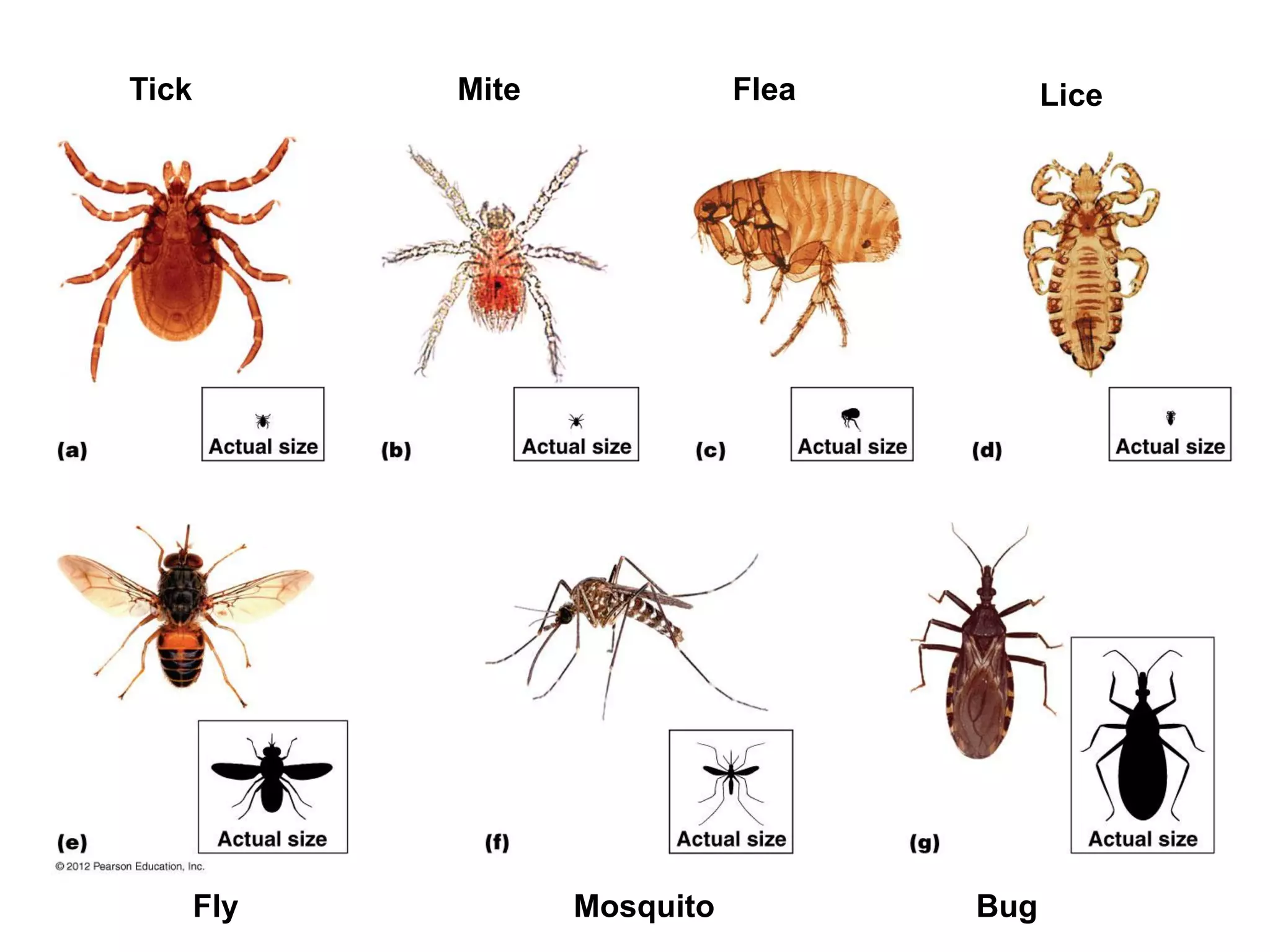 Tick Mite Flea Lice
Fly Mosquito Bug
 