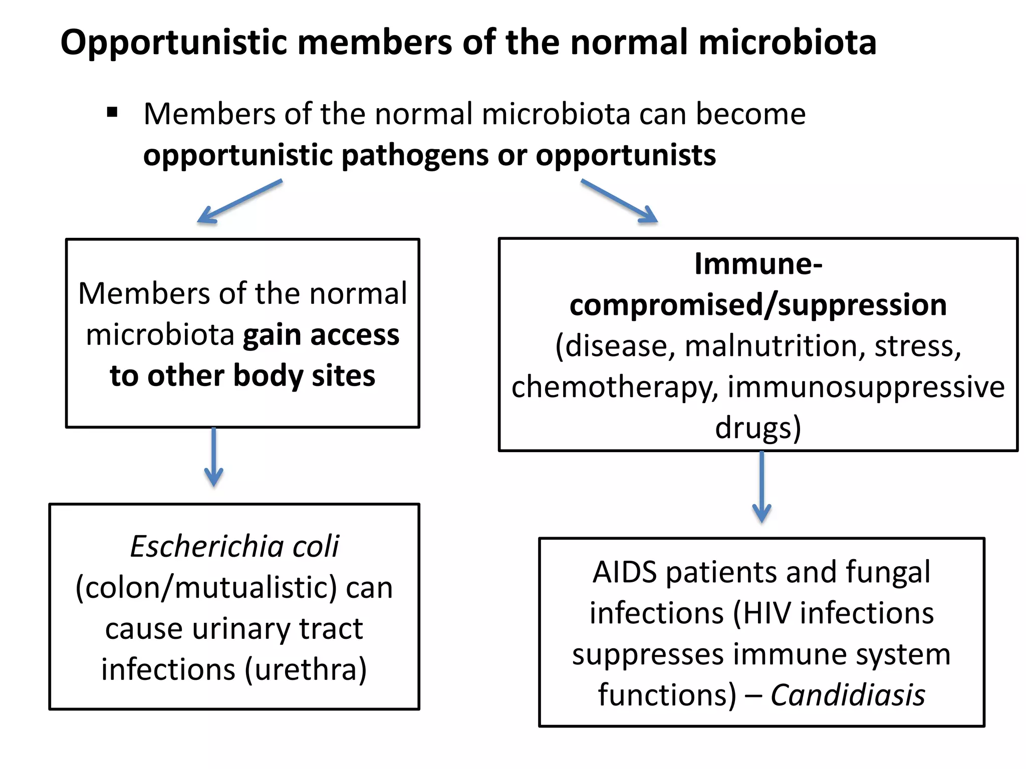  Members of the normal microbiota can become
opportunistic pathogens or opportunists
Members of the normal
microbiota gain access
to other body sites
Escherichia coli
(colon/mutualistic) can
cause urinary tract
infections (urethra)
Immune-
compromised/suppression
(disease, malnutrition, stress,
chemotherapy, immunosuppressive
drugs)
AIDS patients and fungal
infections (HIV infections
suppresses immune system
functions) – Candidiasis
Opportunistic members of the normal microbiota
 