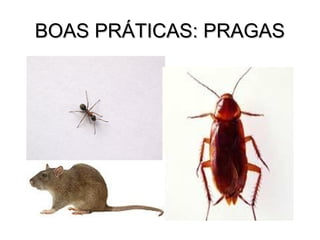BOAS PRÁTICAS: PRAGAS
 