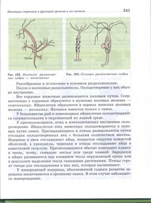 Презентация продление рода органы размножения 7 класс латюшин