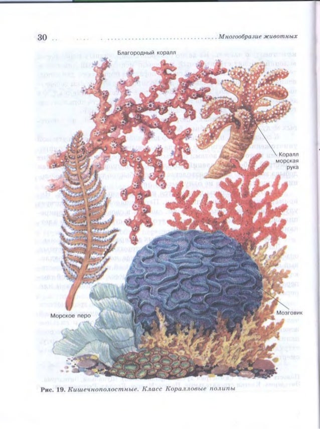 биология животные 7 класс в. биология 7 класс бабенко кучменк. биология 7 класс учебник константинов. биология 7 класс 27. учебник по биологии 7 класс константинов.