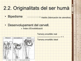 2.2. Originalitats del ser humà Bipedisme Desenvolupament del cervell. Índex d’Encefalització Tamany encefàlic real ---------------------------------- = 1 Tamany encefàlic ideal  Habilis (fabricación de utensilios) 