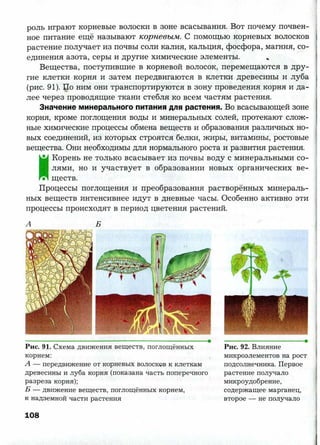 7 b p