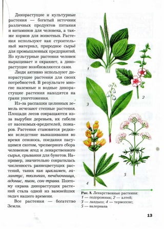7 b p