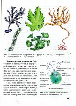 7 b p