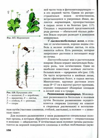7 b p