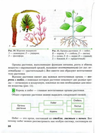 7 b p