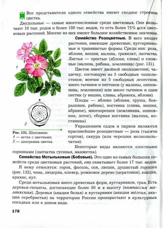 7 b p