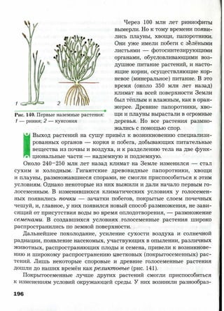 7 b p