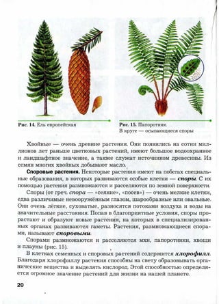 7 b p