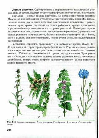 7 b p