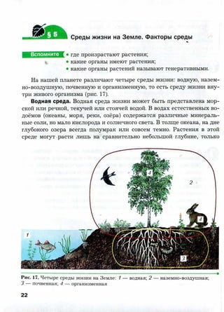 7 b p