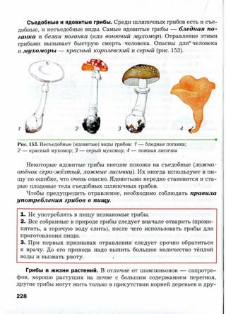 7 b p