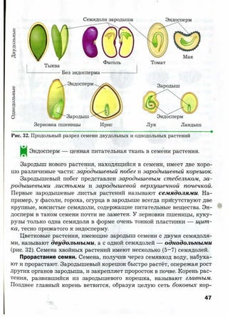 7 b p