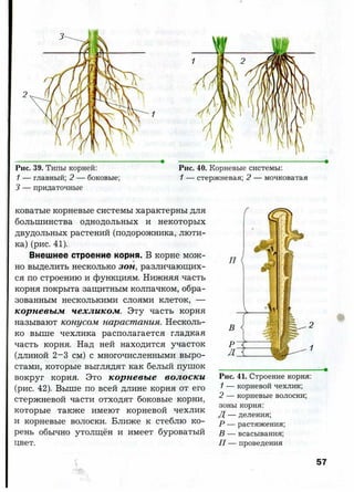 7 b p
