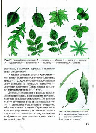 7 b p