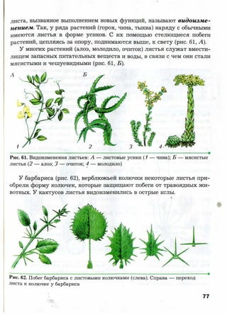 7 b p