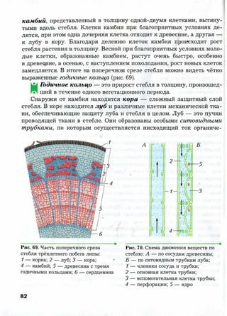 7 b p