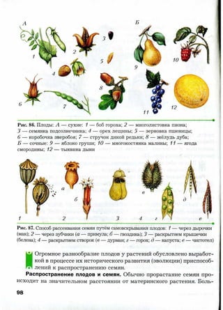 7 b p
