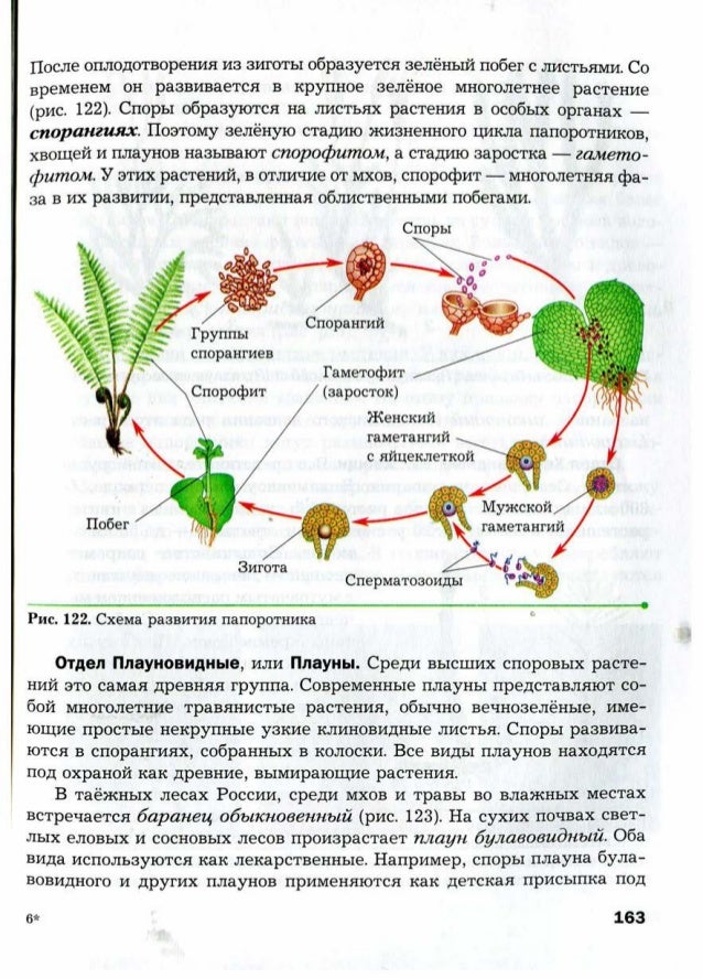 Жизненный цикл папоротника схема без подписей