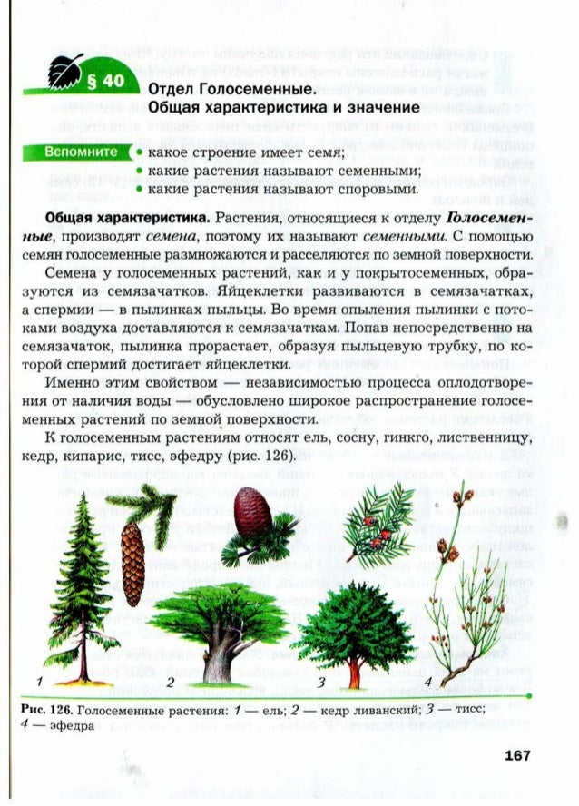 Таблица строение голосеменных. Таблица строение голосеменных. Таблица сравнительная характеристика хвойных. Отдел голосеменные общая характеристика. Таблица строение голосеменных.