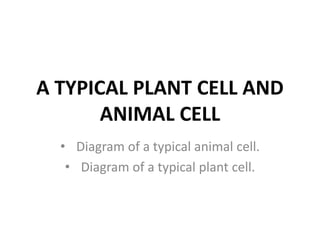A TYPICAL PLANT CELL AND
ANIMAL CELL
• Diagram of a typical animal cell.
• Diagram of a typical plant cell.
 