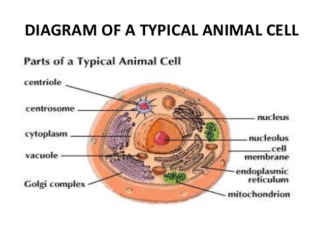 diagram of typical plant cell diagram of typical cell image collections how to guide diagram of typical plant cell diagram of typical cell image collections how to guide