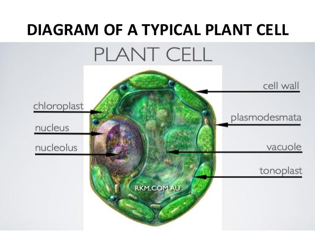 Simple plant cell diagram without labels