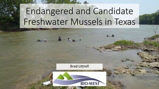 Endangered and Candidate
Freshwater Mussels in Texas
Brad Littrell
 