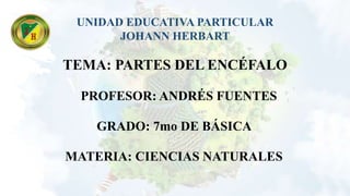 UNIDAD EDUCATIVA PARTICULAR
JOHANN HERBART
TEMA: PARTES DEL ENCÉFALO
PROFESOR: ANDRÉS FUENTES
GRADO: 7mo DE BÁSICA
MATERIA: CIENCIAS NATURALES
 