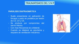 TRAUMATISMOS DEL S N P
PARÁLISIS DIAFRAGMÁTICA
- Suele presentarse en aplicación de
fórceps o parto en podálica por lesión
de C3, C4 y C5.
- Se produce por compromiso del
nervio frénico.
- Con mas frecuencia es unilateral.
- Cuando es bilateral es gravísima y
requiere de ventilación mecánica.
 