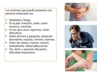 Los síntomas que puede presentar una
persona intoxicada son:
 Debilidad y fatiga.
 En la piel: irritación, ardor, sudor
excesivo, manchas.
 En los ojos: picor, lagrimeo, visión
dificultosa.
 Ardor de boca y garganta, salivación
abundante, nauseas, vómitos, diarreas.
 Dolor de cabeza, mareos, marcha
tambaleante, habla balbuceante.
 Tos, dolor y opresión del pecho,
dificultad respiratoria.
 