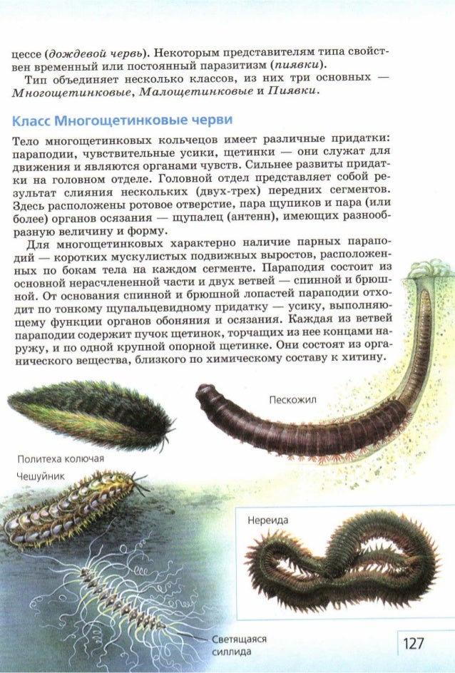 Рисунок щетинки дождевого червя