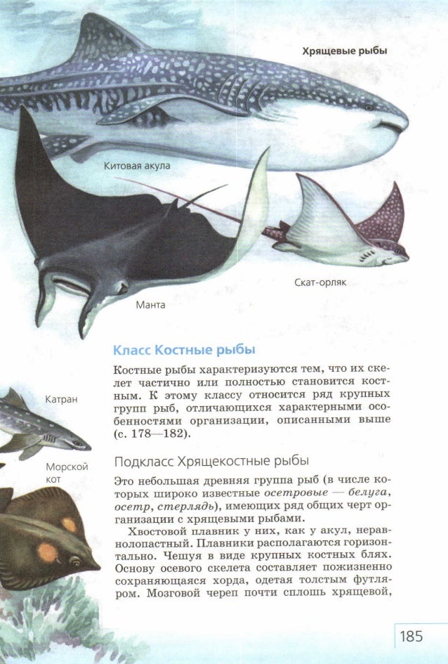 характеристика класса хрящевые рыбы. общая характеристика акул. класс хрящевые рыбы внешнее строение. отличие акул от костных рыб. сравнительная характеристика классов рыб хрящевые и костные.