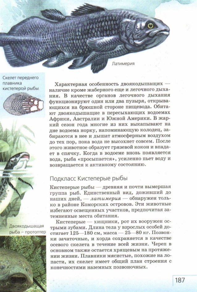 Двоякодышащие рыбы особенности. Класс двоякодышащие рыбы. Космоидная чешуя у костистых рыб. Характеристика подкласса двоякодышащие рыбы. Костные рыбы двоякодышащие.