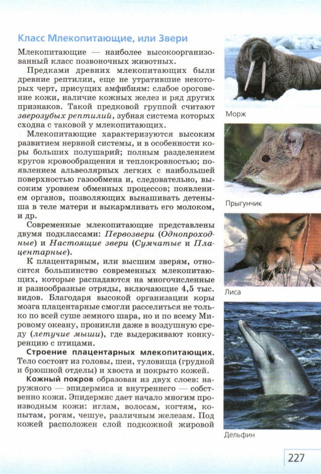 Жизнь животных млекопитающие. Уровни организации млекопитающих животных. книги по биологии млекопитающие. есть млекопитающие а есть.