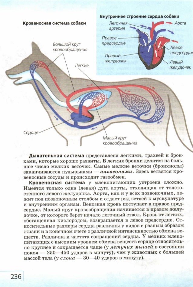 Кровеносная система собаки схема