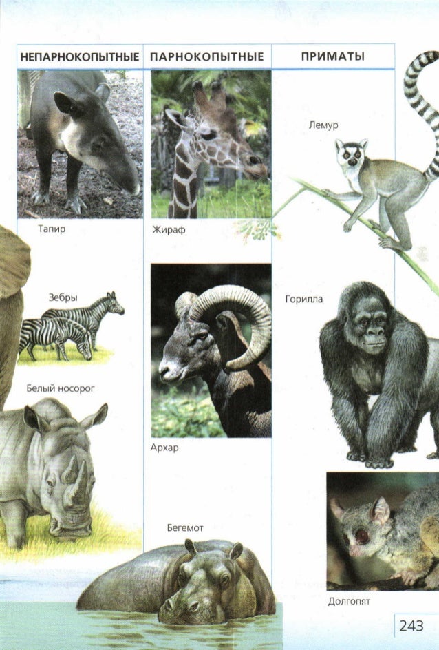 Главные отличия млекопитающих. Учебник биология с обезьяной. Горилла Зебра. Обезьяна происхождение в учебнике биологии.