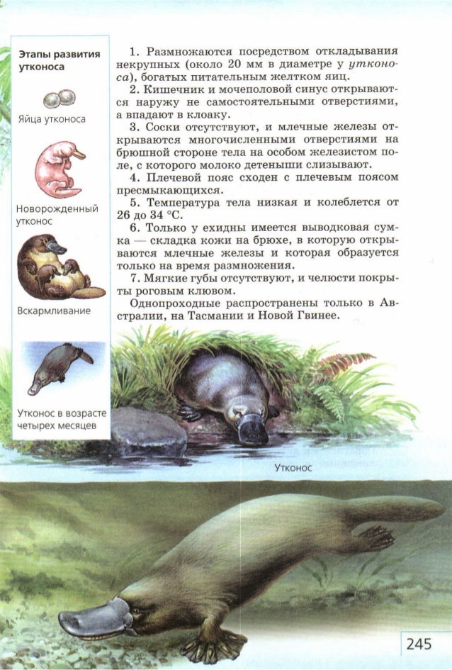 Поведение млекопитающих размножение и развитие 8 класс