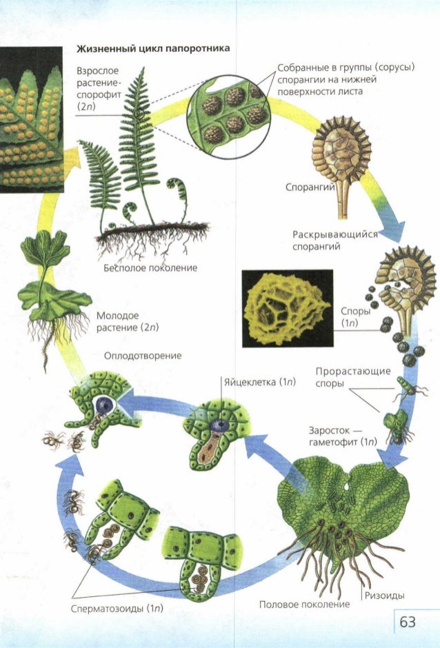 Размножение папоротников схема с пояснением