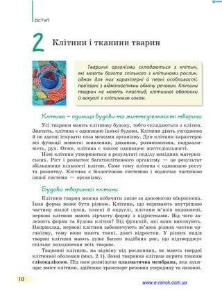 ВсТУП
10
Тваринні організми складаються з клітин,
які  мають багато спільного з клітинами рослин,
однак для них характерні й певні особливості,
пов’язані з відмінностями обміну речовин. Клітини
тварин не мають пластид, клітинної оболонки
й вакуолі з клітинним соком.
2 Клітини і тканини тварин
Клітина — одиниця будови та життєдіяльності тварини
Усі тварини мають клітинну будову, тобто складаються з клітин.
Значить, клітина є одиницею їхньої будови. Клітини діють узгоджено
й не здатні існувати поза межами організму. Для клітини характерні
всі функції живого: живлення, дихання, розмноження, подразли-
вість, рух. Отже, клітина є також одиницею життєдіяльності.
Нові клітини утворюються в результаті поділу вихідних материн-
ських. Ріст і розвиток багатоклітинного організму — це результат
збільшення кількості клітин. Саме тому клітина є одиницею росту
та розвитку. Клітина є біологічною системою і водночас частиною
іншої системи — організму.
Будова тваринної клітини
Клітини тварин можна побачити лише за допомогою мікроскопа.
Їхня форма може бути різною. Клітини, що вкривають внутрішню
частину нашої щоки, плоскі й округлі, клітини м’язів видовжені,
нервові клітини мають зірчасту форму з відростками. Від чого за-
лежить форма та будова клітин? Від функцій, які вони виконують.
Наприклад, нервові клітини забезпечують зв’язок різних частин ор-
ганізму, тому вони мають тонкі, довгі відростки. У різних видів
тварин клітини мають дуже багато подібних рис, що підтверджує
спільне походження всіх тварин.
Тваринні клітини, на відміну від рослинних, не мають твердої
клітинної оболонки (мал. 2.1). Зовні тваринна клітина вкрита тонким
глікокаліксом. Під ним розміщена плазматична мембрана, яка захи-
щає вміст клітини, здійснює транспорт речовин усередину та назовні.
www.e-ranok.com.ua
 