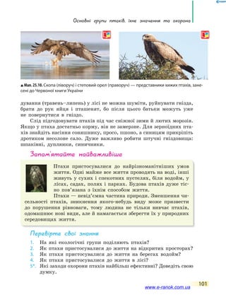 основні групи птахів, їхнє значення та охорона
101
дування (травень–липень) у лісі не можна шуміти, руйнувати гнізда,
брати до рук яйця і пташенят, бо після цього батьки можуть уже
не повернутися в гніздо.
Слід підгодовувати птахів під час сніжної зими й лютих морозів.
Якщо у птаха достатньо корму, він не замерзне. Для зерноїдних пта-
хів знайдіть насіння соняшнику, просо, пшоно, а синицям прикріпіть
дротиком несолоне сало. Дуже важливо робити штучні гніздовища:
шпаківні, дуплянки, синичники.
запам’ятайте найважливіше
Птахи пристосувалися до найрізноманітніших умов
життя. Одні майже все життя проводять на воді, інші
живуть у сухих і спекотних пустелях, біля водойм, у
лісах, садах, полях і парках. Будова птахів дуже тіс-
но пов’язана з їхнім способом життя.
Птахи — невід’ємна частина природи. Зменшення чи-
сельності птахів, зникнення якого-небудь виду може призвести
до порушення рівноваги, тому людина не тільки вивчає птахів,
одомашнює нові види, але й намагається зберегти їх у природних
середовищах життя.
Перевірте свої знання
1. На які екологічні групи поділяють птахів?
2. Як птахи пристосувалися до життя на відкритих просторах?
3. Як птахи пристосувалися до життя на берегах водойм?
4. Як птахи пристосувалися до життя в лісі?
5*. Які заходи охорони птахів найбільш ефективні? Доведіть свою
думку.
Мал. 25.10. Скопа (ліворуч) і степовий орел (праворуч) — представники хижих птахів, зане-
сені до Червоної книги України
www.e-ranok.com.ua
 