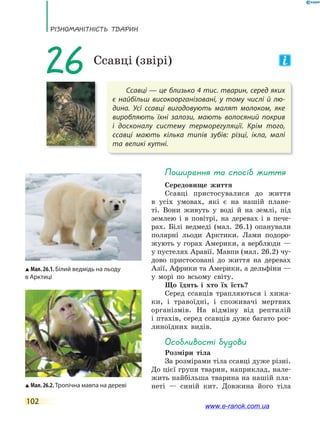 РізноманіТнісТь ТВаРин
102
Ссавці — це близько 4 тис. тварин, серед яких
є найбільш високоорганізовані, у тому числі й лю-
дина. Усі ссавці вигодовують малят молоком, яке
виробляють їхні залози, мають волосяний покрив
і  досконалу систему терморегуляції. Крім того,
ссавці мають кілька типів зубів: різці, ікла, малі
та великі кутні.
26 Ссавці (звірі)
Поширення та спосіб життя
Середовище життя
Ссавці пристосувалися до життя
в усіх умовах, які є на нашій плане-
ті. Вони живуть у воді й на землі, під
землею і в повітрі, на деревах і в пече-
рах. Білі ведмеді (мал. 26.1) опанували
полярні льоди Арктики. Лами подоро-
жують у горах Америки, а верблюди —
у пустелях Аравії. Мавпи (мал. 26.2) чу-
дово пристосовані до життя на деревах
Азії, Африки та Америки, а дельфіни —
у морі по всьому світу.
Що їдять і хто їх їсть?
Серед ссавців трапляються і хижа-
ки, і травоїдні, і споживачі мертвих
організмів. На відміну від рептилій
і птахів, серед ссавців дуже багато рос-
линоїдних видів.
особливості будови
Розміри тіла
За розмірами тіла ссавці дуже різні.
До цієї групи тварин, наприклад, нале-
жить найбільша тварина на нашій пла-
неті — синій кит. Довжина його тіла
Мал. 26.1. Білий ведмідь на льоду
в Арктиці
Мал. 26.2. Тропічна мавпа на дереві
www.e-ranok.com.ua
 