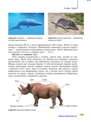 ссавці (звірі)
103
може досягати 33 м, а вага перевищувати 150 т (мал. 26.3). Є серед
ссавців і справжні ліліпути. Найменшим вважають сункуса етрусь-
кого — представника комахоїдних ссавців (мал. 26.4). Довжина його
тіла досягає 4,5 см, а середня вага — 1,5 г.
Відділи та покриви тіла
Тіло ссавців складається з голови, довгої шиї, тулуба та кін-
цівок (мал. 26.5). Їхні кінцівки, на відміну від кінцівок плазунів,
розташовані під тулубом, що забезпечує досконалі та швидкі рухи.
Шкіра ссавців має складну будову. У ній розташовані нервові закін-
чення, рецептори, потові, жирові, пахучі залози. Похідними шкіри
є волосся, нігті, кігті, роги та копита. Волосся, або шерсть, слугує
здебільшого для збереження тепла, як і пухове пір’я птахів. Довгі
волоски на морді, череві, кінцівках ссавців називаються вібрисами,
вони допомагають сприймати простір.
Мал.26.5.Зовнішня будова ссавця
Хвіст
Очі
Шия Тулуб
Вуха
Ніс
Задні кінцівкиПередні кінцівки
Мал. 26.3. Синій кит — найбільша тварина
в історії нашої планети
Мал. 26.4. Сункус етруський — найменший
ссавець на Землі
www.e-ranok.com.ua
 