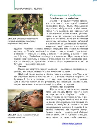 Різноманітність тварин
104
Розмноження і розвиток
Запліднення та вагітність
Ссавці — роздільностатеві організ-
ми, для яких характерний статевий
диморфізм (мал. 26.6). Запліднення
внутрішнє, відбувається в тілі самки,
після чого зародок, що утворюється
із  заплідненої яйцеклітини, розвива-
ється в матці. Утворюється особливий
орган — плацента, який ще називають
«дитячим місцем». Зародок зв’язаний
з плацентою за допомогою пуповини,
усередині якої проходять кровоносні
судини. Розвиток зародка ссавців усередині тіла самки називають
вагітністю. Термін вагітності в різних ссавців різний. Наприклад,
у  мишей — близько 15 днів, у собаки — 2 місяці, у слона — май-
же 1,5 року. Вагітність закінчується пологами. При цьому стінки
матки скорочуються, і зародок з’являється на світ. Більшість ссав-
ців  —  живородні організми. Малята після народження схожі на
батьків — розвиток прямий.
Молоко
Самки вигодовують малят молоком — особливою поживною рі-
диною, яка виробляється в їхніх молочних залозах.
Хімічний склад молока в різних тварин відрізняється. Так, у ки-
тів жирність молока досягає 40 %, у корови середня жирність  —
близько 3 %, а в людини — у два рази нижча, ніж у корови.
Але  в  молоці містяться всі речовини, які необхідні маляті: білки,
жири, вуглеводи, мінеральні солі, вітаміни та гормони.
Турбота про нащадків
Ще до пологів самки влаштовують
лігво або гніздо. Після пологів мати
вилизує малюків, зігріває їх своїм ті-
лом, стежить за чистотою лігва. У рос-
линоїдних тварин малята вже за кіль-
ка годин після народження можуть іти
слідом за матір’ю. У хижаків малята
народжуються сліпими й голими і по-
вністю залежать від турботи матері.
Самки ссавців  — самовіддані дбайливі
батьки (мал. 26.7). Описані випадки,
коли мати, рятуючи своїх дитинчат,
Мал. 26.6. Для ссавців характерний
статевий диморфізм: самці зовні
відрізняються від самок
Мал. 26.7. Самки ссавців піклуються
про своє потомство
www.e-ranok.com.ua
 