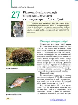 РізноманіТнісТь ТВаРин
106
Ссавці — одна з панівних груп тварин на Землі,
що включає різноманітних тварин, які пристосува-
лися до різних умов існування. Їх поділяють на три
групи: яйцеродні, або однопрохідні, сумчасті та пла-
центарні.
27 Різноманітність ссавців:
яйцеродні, сумчасті
та плацентарні. Комахоїдні
Яйцеродні, або однопрохідні
Характерні ознаки та спосіб життя
Ці примітивні ссавці живуть в Ав-
стралії і на прилеглих островах. Вони
не мають плаценти. Самки відкладають
яйця з напівсформованим зародком,
а потім насиджують їх або виношують
в особливій складці шкіри на животі —
сумці. Після вилуплення самка годує
маля молоком, яке виділяється на ді-
лянці шкіри (сосків немає). Дитинча
злизує молоко. Будова та життєдіяль-
ність яйцеродних недосконалі. Темпера-
тура тіла коливається, немає губ і зубів,
головний мозок розвинений слабко.
Різноманітність
До однопрохідних належать єхидни
та проєхидни (мал. 27.1). Це невеликі
тварини, вкриті шерстю й голками, ма-
ють дзьоб з роговим чохлом. Відкладені
яйця вони виношують у сумці.
Качкодзьоб (мал. 27.2) має спло-
щене тіло із жорсткою шерстю, що
не намокає, шкірясті перетинки між
пальцями, дзьоб, схожий на качиний.
Ця тварина живиться донними безхре-
Мал.27.1.Єхидна
Мал.27.2.Качкодзьоб
www.e-ranok.com.ua
 