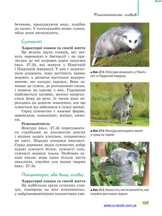 Різноманітність ссавців
107
бетними, проціджуючи воду, подібно
до качок. У качкодзьобів немає сумки,
яйця вони висиджують.
Сумчасті
Характерні ознаки та спосіб життя
Це велика група ссавців, які жи-
вуть переважно в Австралії і на при-
леглих до неї островах (крім опосумів
(мал. 27.3), які живуть у  Північній
і Південній Америці). У них є недоско-
нала плацента, тому вагітність триває
недовго, а  дитинча настільки недороз-
винене, що нагадує зародок. Воно за-
повзає до сумки, де розташовані соски,
і повисає на одному з них. Годування
відбувається пасивно, молоко впорску-
ється йому до  рота. Із  часом воно пе-
реходить на  доросле живлення, але ще
ховається від небезпеки в сумці матері.
Серед сумчастих є наземні форми,
дереволази, комахоїдні, всеїдні, хижа-
ки.
Різноманітність
Кенгуру (мал. 27.4) пересувають-
ся стрибками за допомогою довгих
і  міцних задніх кінцівок, спираючись
на хвіст. Передні кінцівки невеликі.
Серед деревних видів сумчастих добре
відомі сумчасті білки, сумчасті соні,
сумчасті ведмеді коала. Особливо ці-
каві коали: вони їдять тільки листя
евкаліпта, отруйне для інших тварин
(мал. 27.5).
Плацентарні, або вищі, ссавці
Характерні ознаки та спосіб життя
Це найбільша група сучасних ссав-
ців, поширена на всіх континентах,
у найрізноманітніших екологічних умо-
Мал. 27.4. Кенгуру виношують малят
у сумці на череві
Мал. 27.3. Опосуми мешкають у Північ-
ній та Південній Америці
Мал. 27.5. Коала їсть листя евкаліпта, яке
отруйне для інших тварин
www.e-ranok.com.ua
 