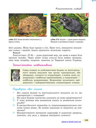 Різноманітність ссавців
109
його додому. Йому буде краще в лісі. Крім того, знищуючи шкідли-
вих комах і мишей, їжаки приносять величезну користь.
Хохулі
Хохуля (мал. 27.8) — дуже рідкісний звір, що живе в норах біля
прісних водойм. Через цінне хутро хохуля була майже знищена,
нині вона потребує охорони, занесена до Червоної книги України.
запам’ятайте найважливіше
Серед ссавців за особливостями будови та життєдіяль-
ності можна виділити три групи: однопрохідні, або
яйцеродні, сумчасті та плацентарні, з-поміж яких од-
нопрохідні є найбільш примітивними, а плацентарні —
найбільш розвиненими. Комахоїдні включають най-
давніших і найпримітивніших плацентарних ссавців.
Перевірте свої знання
1. Які ознаки будови та життєдіяльності вказують на те, що
однопрохідні є ссавцями?
2. Які риси будови сумчастих указують на їхню примітивність?
3*. У чому різниця між розвитком птахів та розвитком качко-
дзьоба?
4*. В австралійського мурахоїда та південноамериканських опо-
сумів сумки немає. За якими ознаками їх відносять до сум-
частих?
5*. Використовуючи матеріали параграфа й додаткові джерела,
поясніть, яку роль у природі відіграють сумчасті.
Мал. 27.8. Хохуля — дуже давня тварина.
Мешкає в заплавних озерах і старицях
Мал. 27.7. Їжаки активні тільки вночі, а
вдень сплять
www.e-ranok.com.ua
 