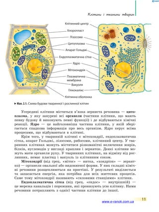 Клітини і тканини тварин
11
Усередині клітини міститься в’язка зерниста речовина — цито-
плазма, у яку занурені всі органели (частини клітини, що мають
певну будову й виконують певні функції) і де відбуваються хімічні
реакції. Ядро — це найголовніша частина клітини, у якій збері-
гається спадкова інформація про весь організм. Ядро керує всіма
процесами, що відбуваються в клітині.
Крім того, у тваринній клітині є мітохондрії, ендоплазматична
сітка, апарат Гольджі, лізосоми, рибосоми, клітинний центр. У тва-
ринних клітинах можуть міститися різноманітні включення жирів,
білків, вуглеводів у вигляді краплин і зерняток. Деякі клітини мо-
жуть мати органели руху. У тваринних клітинах, на відміну від рос-
линних, немає пластид і вакуоль із клітинним соком.
Мітохондрії (від грец. «мітос» — нитка, «хондріон» — зернят-
ко) — органели овальної або видовженої форми. У них складні хіміч-
ні речовини розщеплюються на простіші. У результаті виділяється
та запасається енергія, яка потрібна для всіх життєвих процесів.
Саме тому мітохондрії називають «силовими станціями» клітини.
Ендоплазматична сітка (від грец. «ендос» — внутрішній) —
це мережа канальців і порожнин, які пронизують усю клітину. Ними
речовини потрапляють з однієї частини клітини до іншої.
Мал. 2.1. Схема будови тваринної і рослинної клітин
Плазматична
мембрана
Лізосома
Ядро
Цитоплазма
Мітохондрія
Апарат Гольджі
Клітинний центр
Ендоплазматична сітка
Хлоропласт
Глікокалікс
Клітинна оболонка
Вакуоля
мембрана
Цитоплазма
Мітохондрія
Ендоплазматична сітка
www.e-ranok.com.ua
 